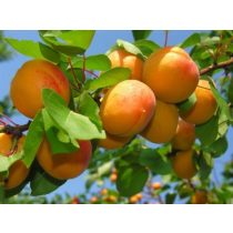   Marille – Aprikose – Cegleder riesig – Prunus armeniaca – im Container