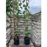 Marille – Aprikose – Cegleder riesig – Prunus armeniaca – im Container