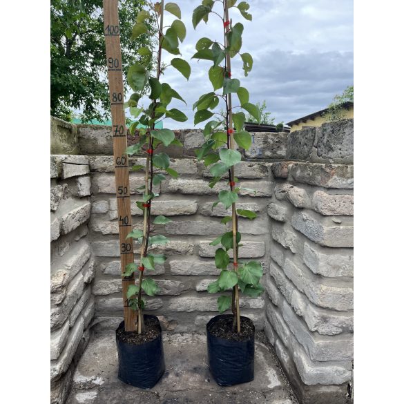 Marille – Aprikose – Cegleder riesig – Prunus armeniaca – im Container
