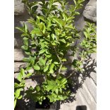 Wintergrüner Liguster “Atrovirens” – Ligustrum vulgare