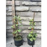 Ginkgo biloba 'China Pendula' (Fächerblattbaum) 