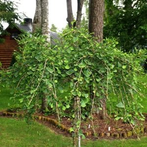 Ginkgo biloba 'China Pendula' (Fächerblattbaum) 