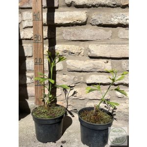 Ginkgo biloba 'China Pendula' (Fächerblattbaum) 