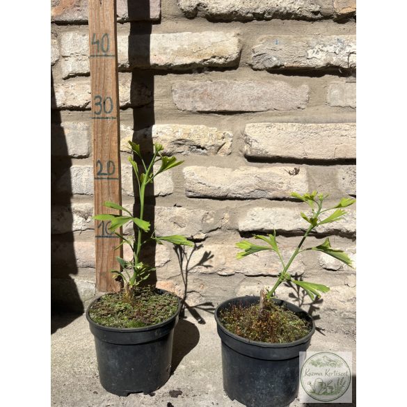 Ginkgo biloba 'China Pendula' (Fächerblattbaum) 