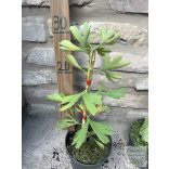 Ginkgo biloba 'China Pendula' (Fächerblattbaum) 