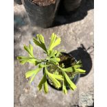 Ginkgo biloba 'China Pendula' (Fächerblattbaum) 