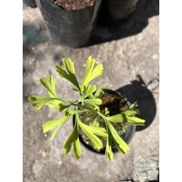 Ginkgo biloba 'China Pendula' (Fächerblattbaum) 