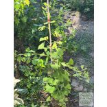 Ginkgo biloba 'China Pendula' (Fächerblattbaum) 