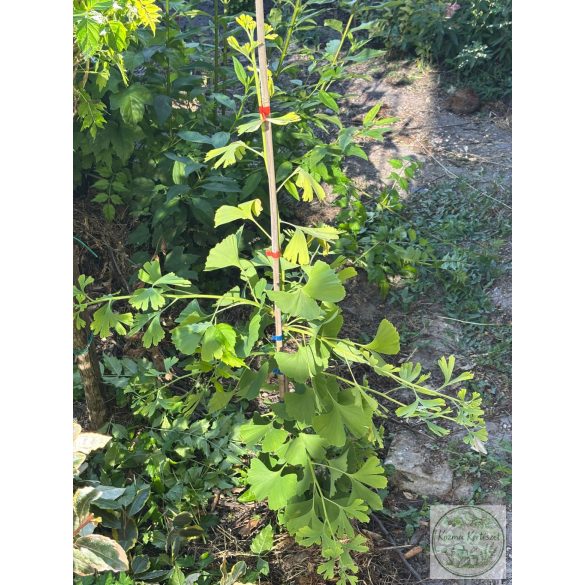 Ginkgo biloba 'China Pendula' (Fächerblattbaum) 