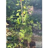Ginkgo biloba 'China Pendula' (Fächerblattbaum) 