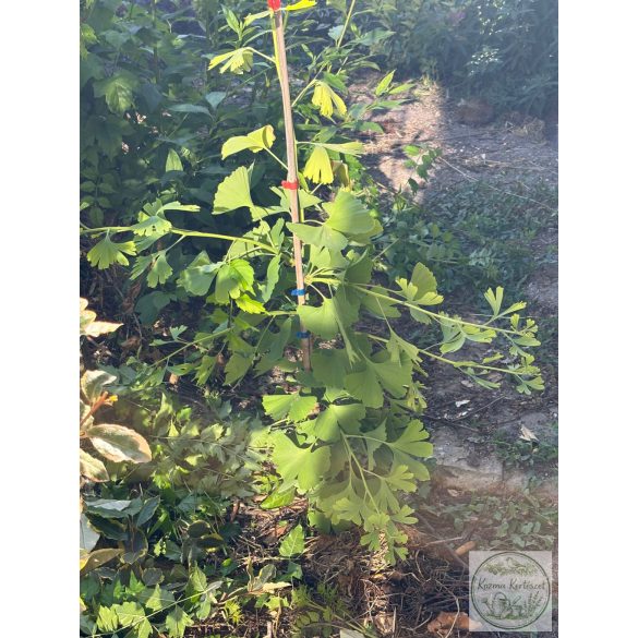 Ginkgo biloba 'China Pendula' (Fächerblattbaum) 