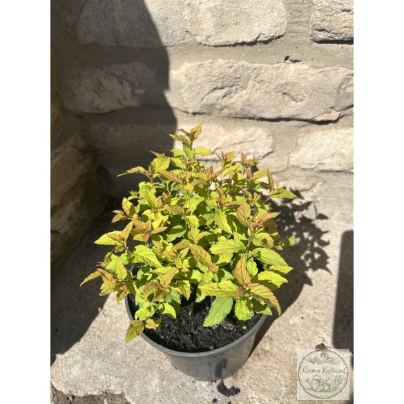 Spiraea japonica 'Goldflame' - Japanischer Spierstrauch - Sommerspiere