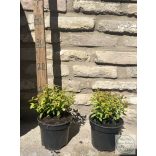 Spiraea japonica 'Goldflame' - Japanischer Spierstrauch - Sommerspiere