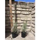 Lavandula x intermedia 'Grosso' - Lavendel