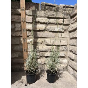Lavandula x intermedia 'Grosso' - Lavendel