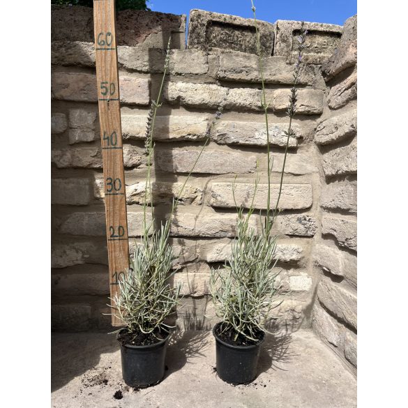 Lavandula x intermedia 'Grosso' - Lavendel