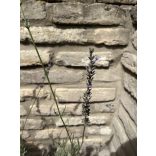 Lavandula x intermedia 'Grosso' - Lavendel