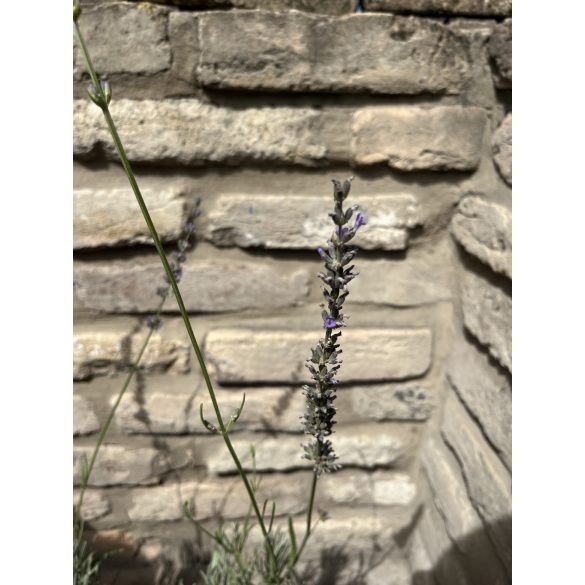 Lavandula x intermedia 'Grosso' - Lavendel