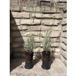 Lavandula x intermedia 'Grosso' - Lavendel