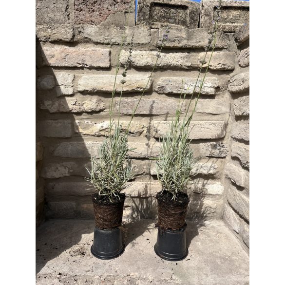 Lavandula x intermedia 'Grosso' - Lavendel