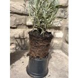 Lavandula x intermedia 'Grosso' - Lavendel