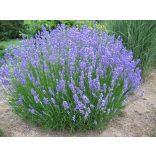 Lavandula x intermedia 'Grosso' - Lavendel