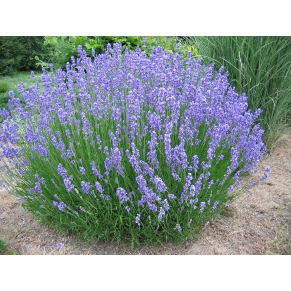 Lavandula x intermedia 'Grosso' - Lavendel
