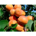 Marille – Aprikose – Cegleder rötlich – Prunus armeniaca