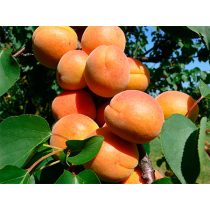   Marille – Aprikose – Cegleder rötlich – Prunus armeniaca