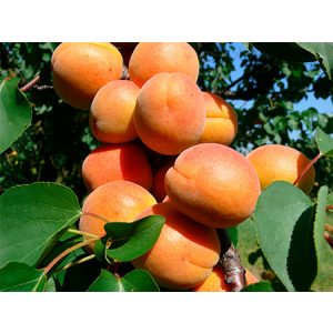 Marille – Aprikose – Cegleder rötlich – Prunus armeniaca