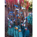 Marille – Aprikose – Cegleder rötlich – Prunus armeniaca