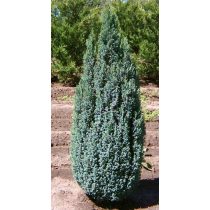Chamaecyparis lawsoniana 'Ellwoodii' - Zypresse