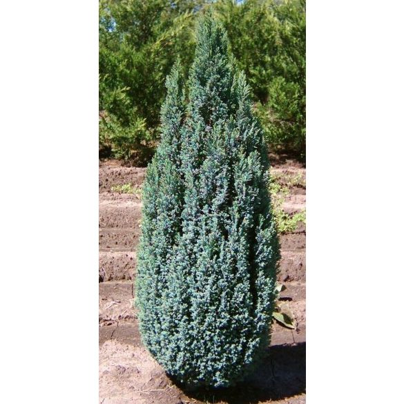 Chamaecyparis lawsoniana 'Ellwoodii' - Zypresse