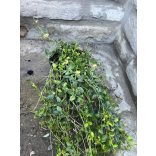 Kleinblättriges Immergrün Alba – Vinca minor