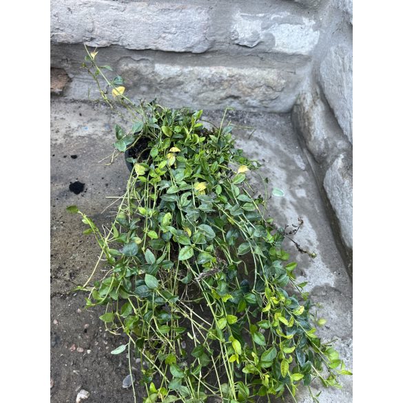 Kleinblättriges Immergrün Alba – Vinca minor