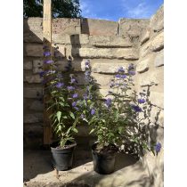 Caryopteris clandonensis 'Heavenly Blue' 