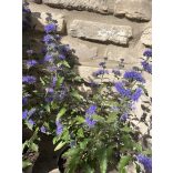 Caryopteris clandonensis 'Heavenly Blue' 