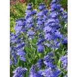 Caryopteris clandonensis 'Heavenly Blue' 