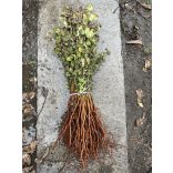 Vadkörte - Pyrus pyraster