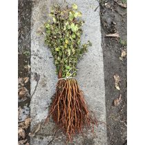 Vadkörte - Pyrus pyraster