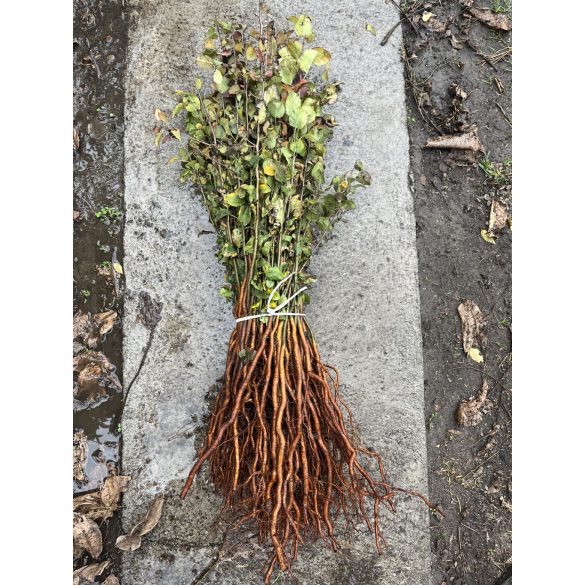 Vadkörte - Pyrus pyraster