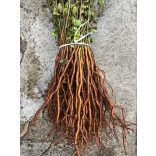 Vadkörte - Pyrus pyraster