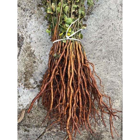 Vadkörte - Pyrus pyraster