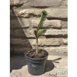 Picea abies 'Inversa' – csüngő lucfenyő