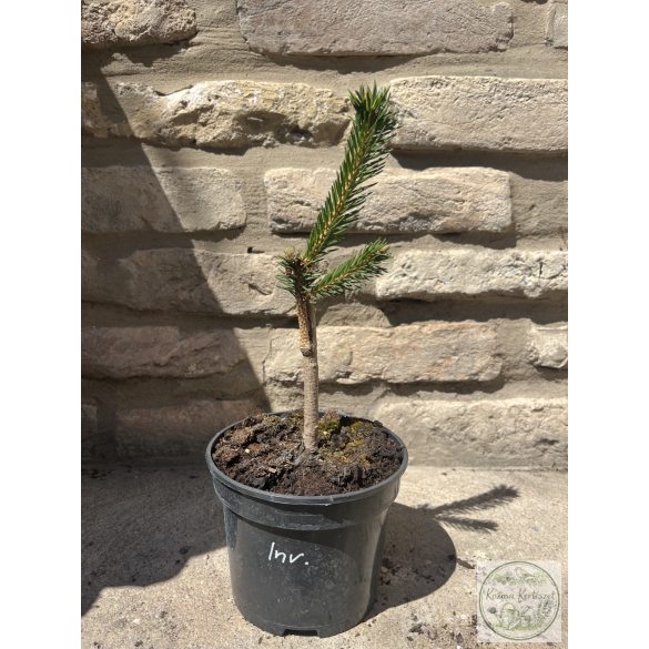 Picea abies 'Inversa' – csüngő lucfenyő