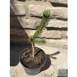 Picea abies 'Inversa' – csüngő lucfenyő