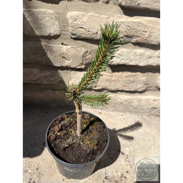Picea abies 'Inversa' – csüngő lucfenyő