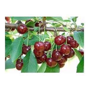 Sauerkirsche – Erder Ertragsstark – Prunus cerasus – im Container