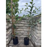 Sauerkirsche – Erder Ertragsstark – Prunus cerasus – im Container
