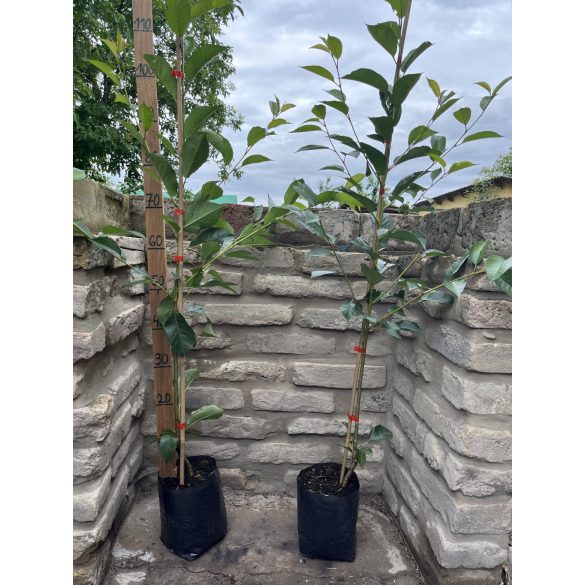 Sauerkirsche – Erder Ertragsstark – Prunus cerasus – im Container